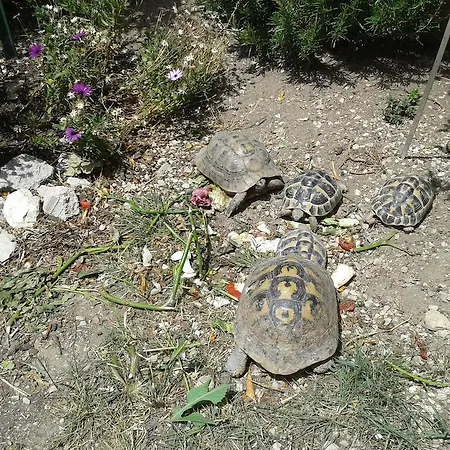 B&B Le Clos Des Cigales 카시스