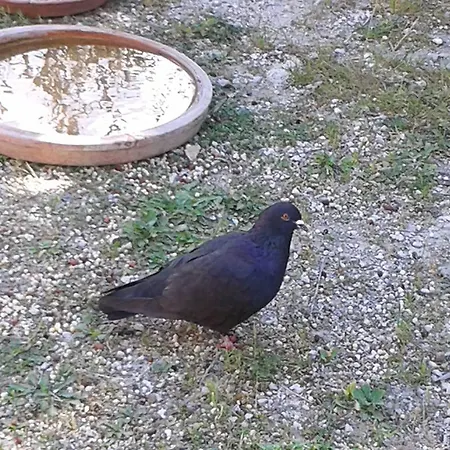 B&B Le Clos Des Cigales